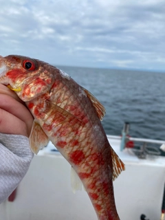 ヒメジの釣果