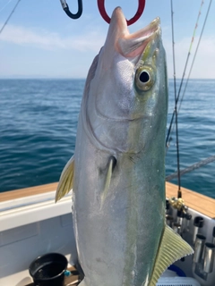 ハマチの釣果