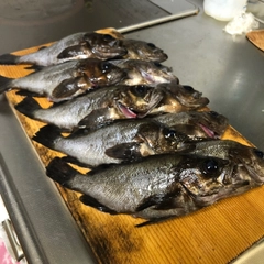 シロメバルの釣果