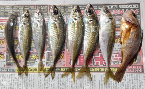 アジの釣果