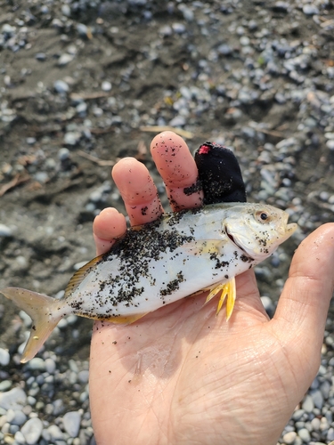 ショゴの釣果