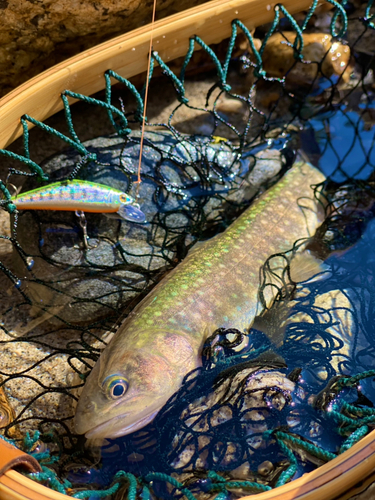 イワナの釣果