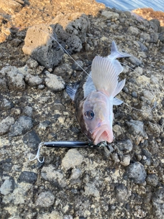 ホッケの釣果