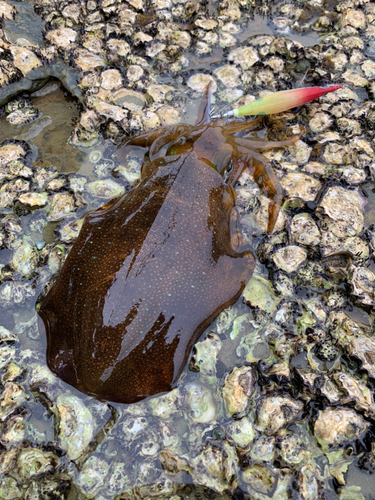 アオリイカの釣果