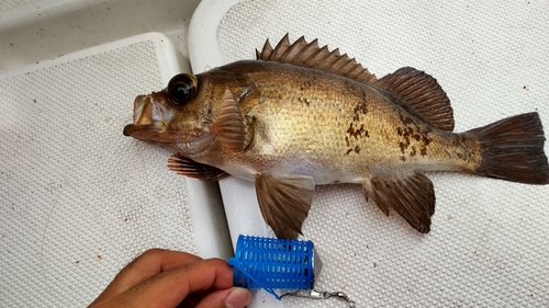 メバルの釣果