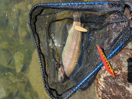 ニジマスの釣果