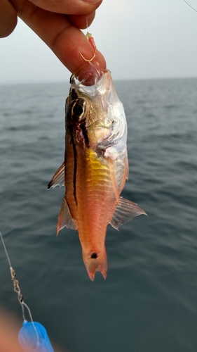 ネンブツダイの釣果