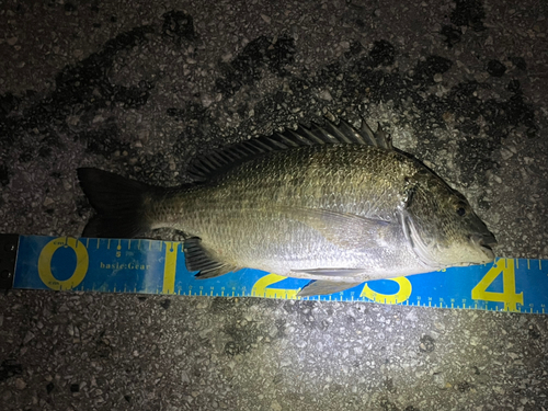 ミナミクロダイの釣果