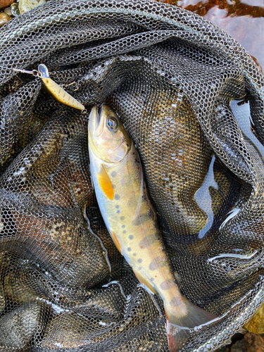 アマゴの釣果