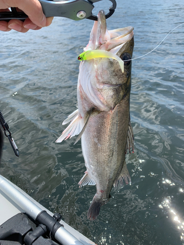 シーバスの釣果