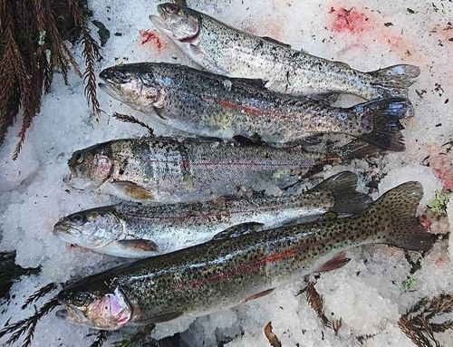 ニジマスの釣果