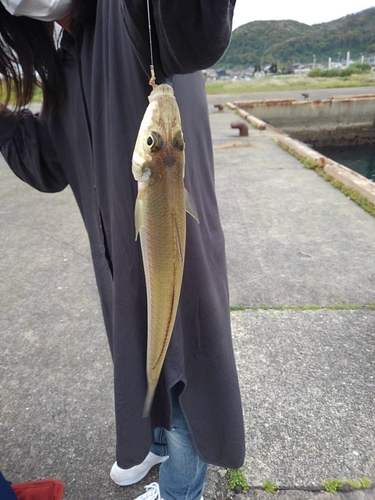 キスの釣果