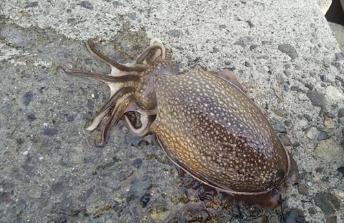 シリヤケイカの釣果