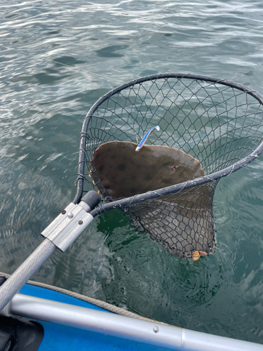 ツバクロエイの釣果