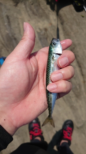 サバの釣果