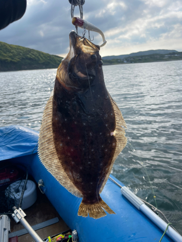 ヒラメの釣果