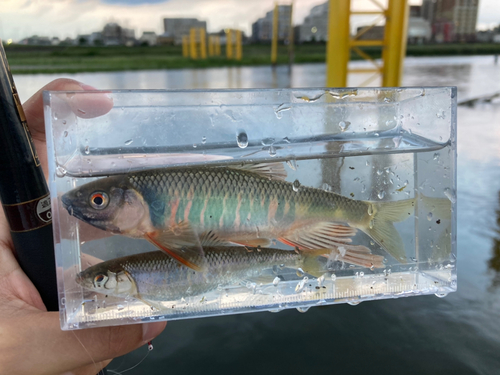 オイカワの釣果