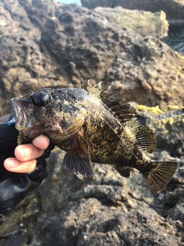 ムラソイの釣果