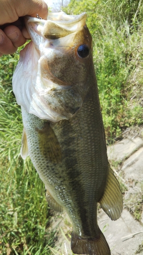 ラージマウスバスの釣果