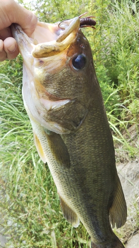 ラージマウスバスの釣果