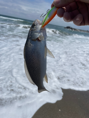 イシモチの釣果