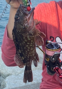 アラカブの釣果