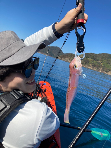 アマダイの釣果