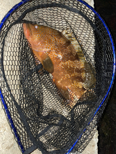 アコウの釣果