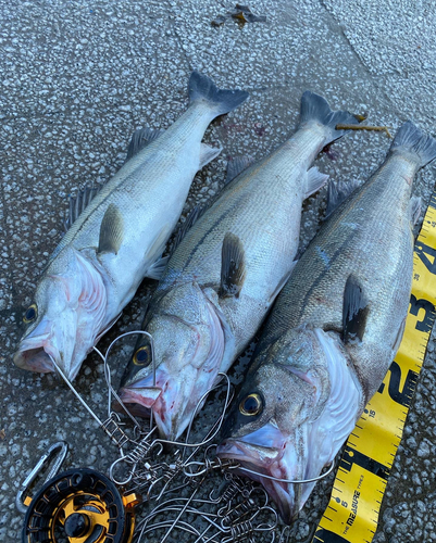 スズキの釣果