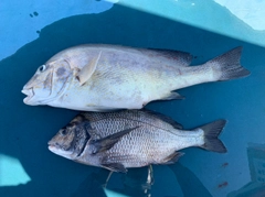 コロダイの釣果