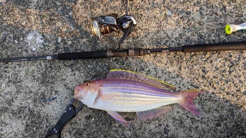 イトヨリダイの釣果