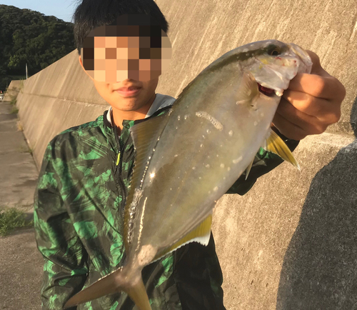 カンパチの釣果