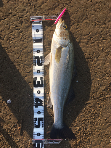 シーバスの釣果