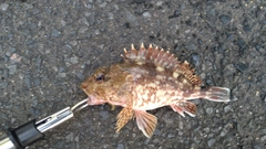 アラカブの釣果