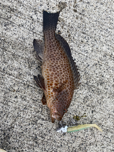 オオモンハタの釣果