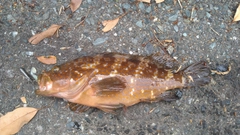 キジハタの釣果