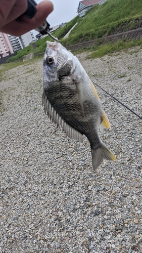 キビレの釣果