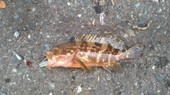 キジハタの釣果