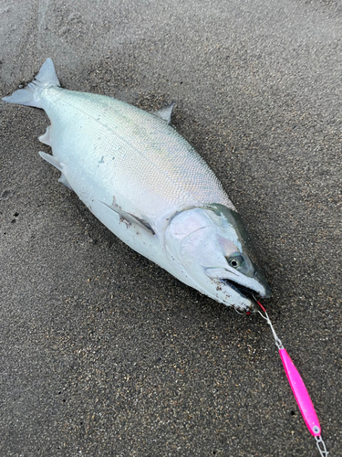 サクラマスの釣果