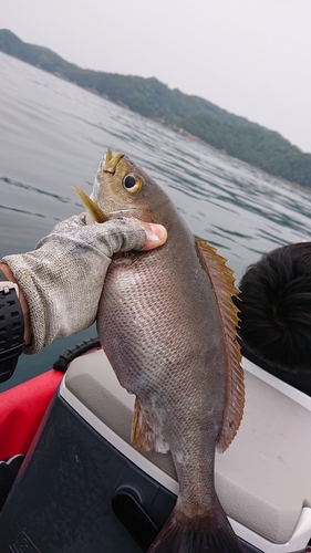 イサキの釣果