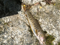 イワナの釣果