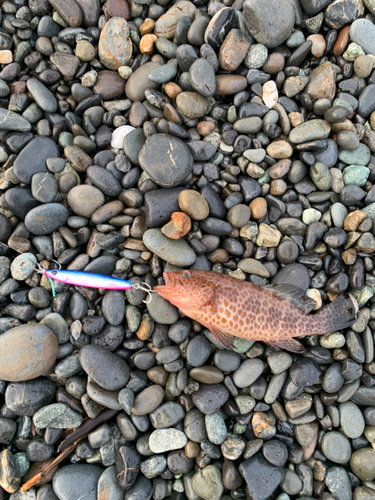 オオモンハタの釣果