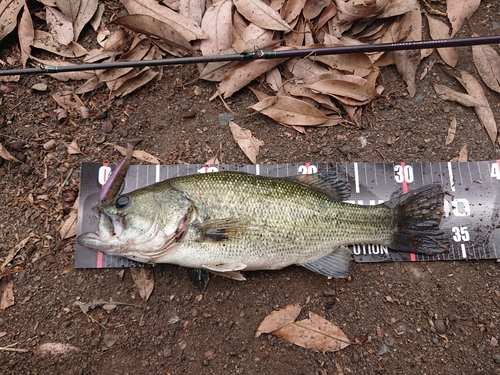 ブラックバスの釣果