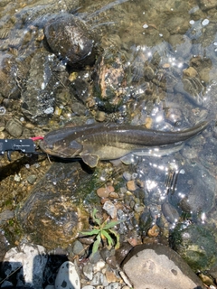 マナマズの釣果