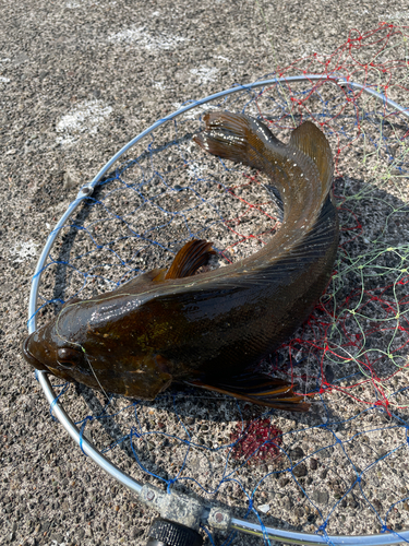 アイナメの釣果