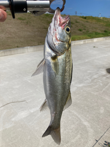 セイゴ（マルスズキ）の釣果