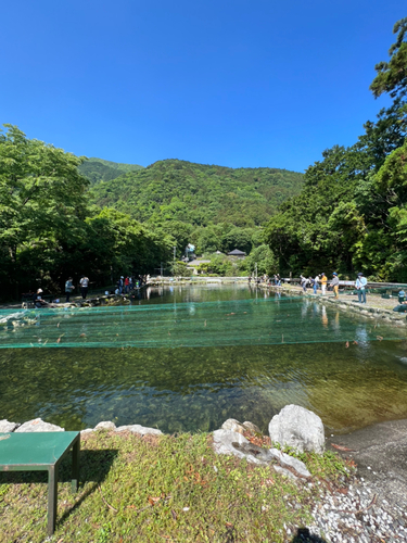 ニジマスの釣果