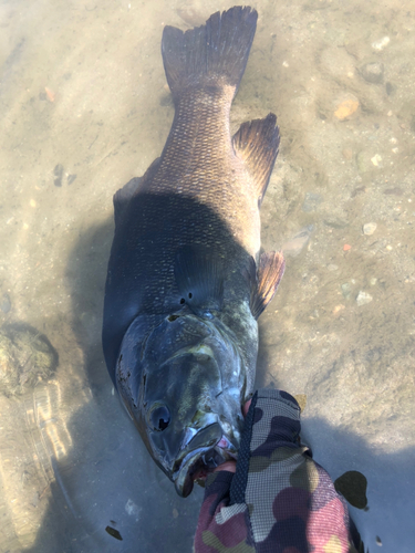 スモールマウスバスの釣果