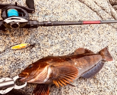 アイナメの釣果