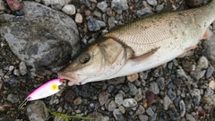 ウグイの釣果